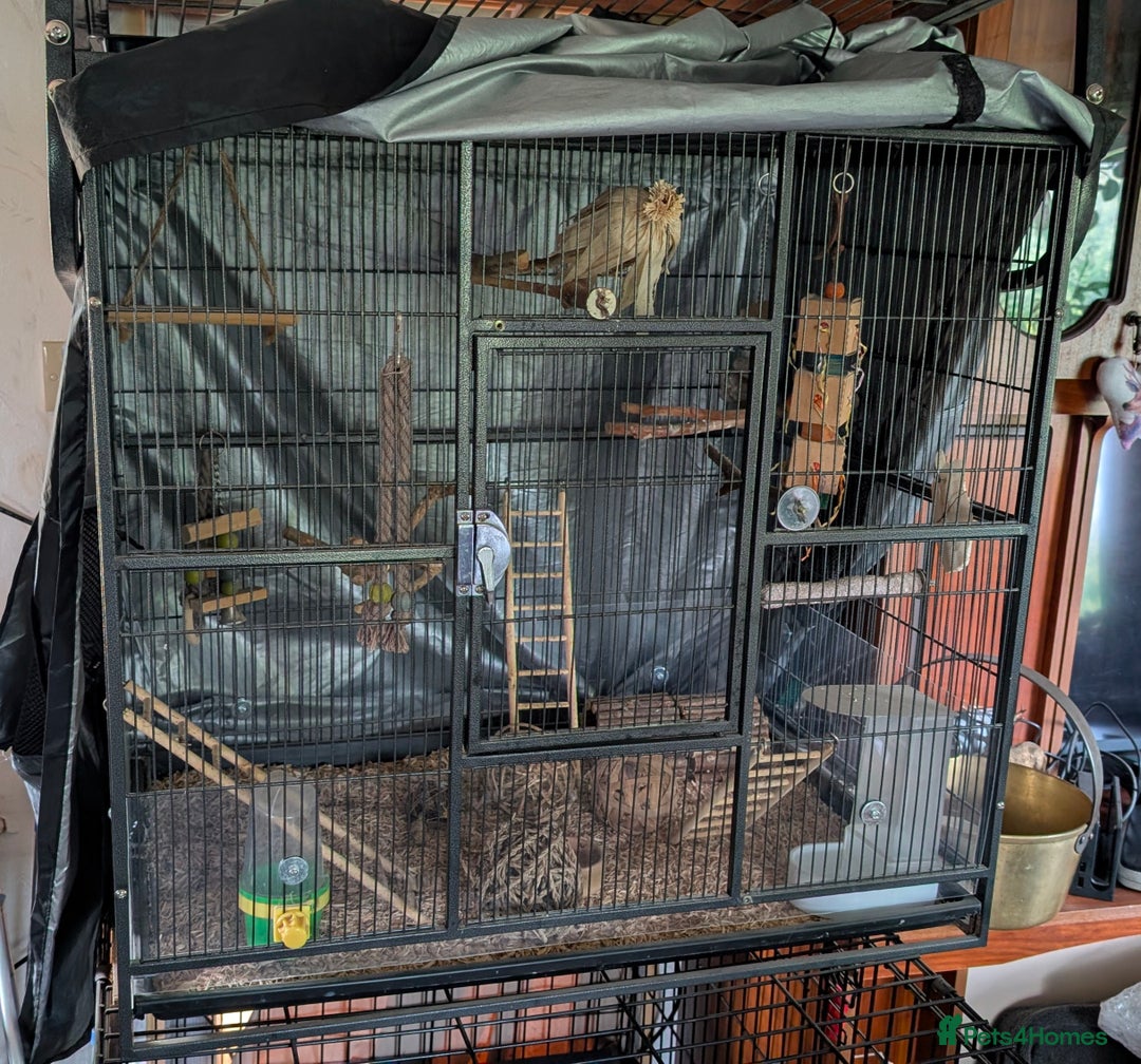Cockatiels birds for sale: Male Hand Reared Cockatiel + Large Cage + Supplies - Image 3