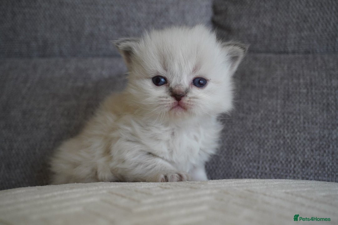 Scottish Fold cats for sale: Scottish Fold kittens  - Image 10