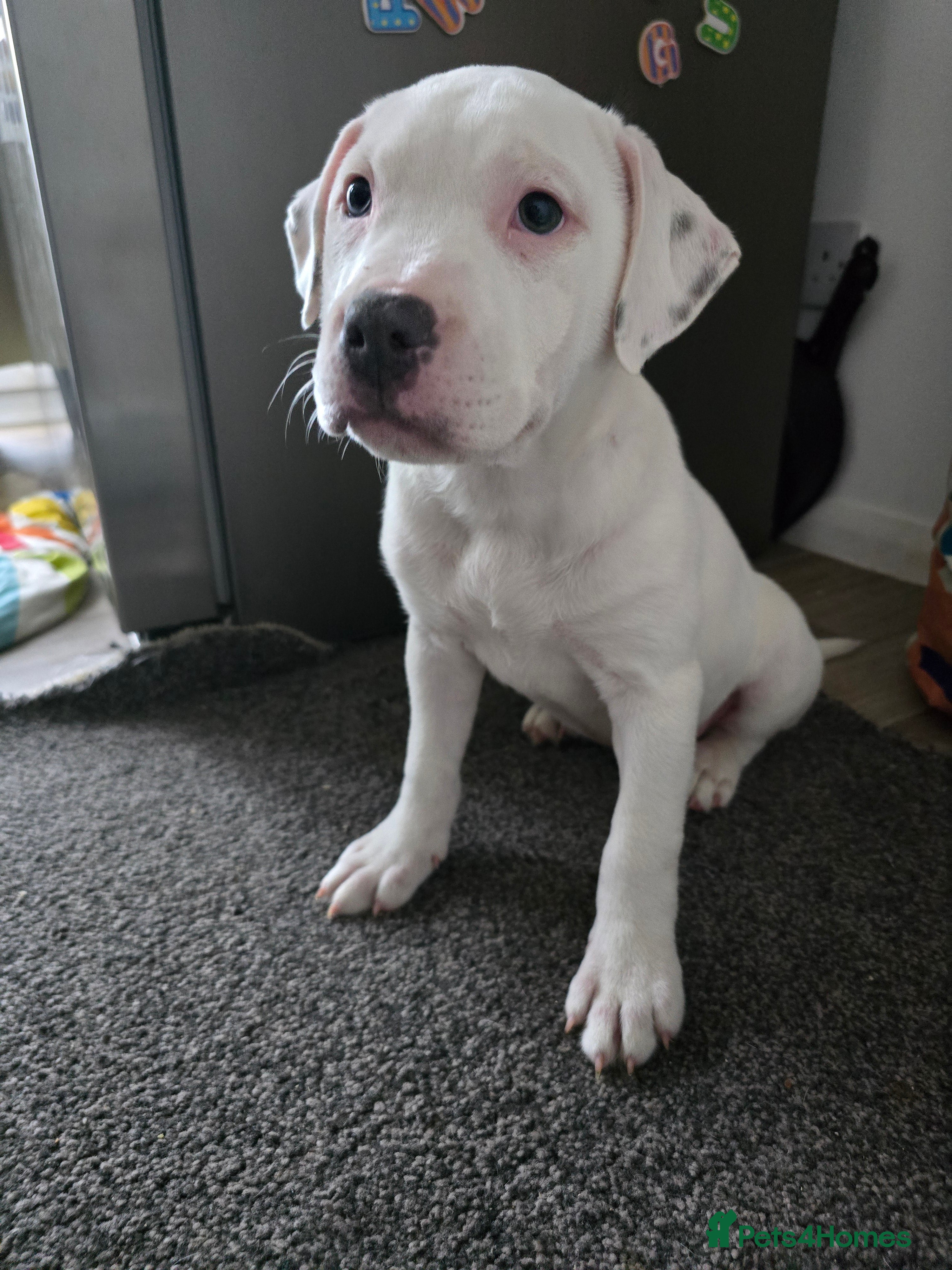 American Bull Staffy dogs Last one Girl Staffordshire waiting for collection - Advert 5