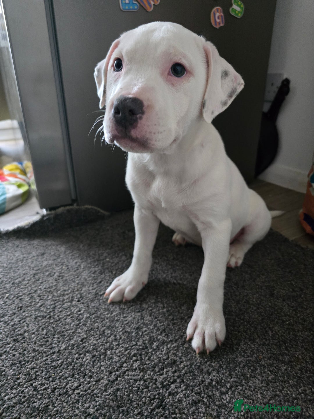 American Bull Staffy dogs for sale: Last one Girl Staffordshire waiting for new home - Advert 1