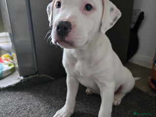 American Bull Staffy dogs Last one Girl Staffordshire waiting for collection - Advert 5
