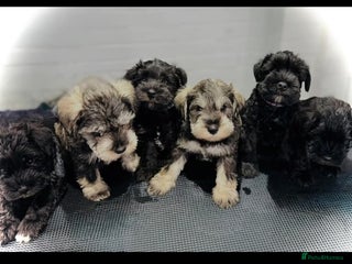 Miniature Schnauzer dogs Last 2 puppys-KC - Miniature Schnauzer Puppies - Advert 4
