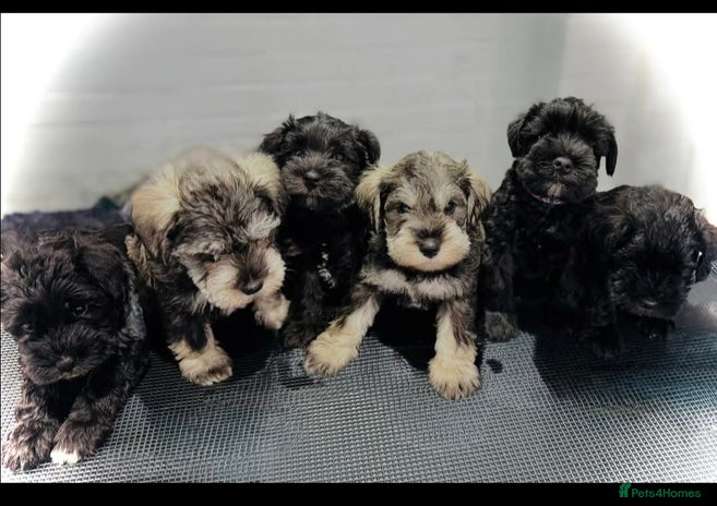 Miniature Schnauzer dogs - Advert 9