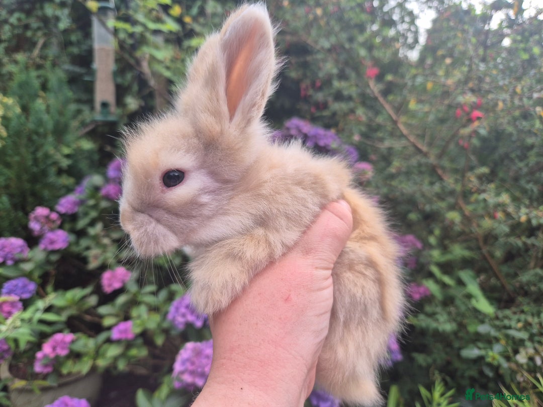 Angora rabbits for sale: 😍Large Angora babies- parents imported from 🇫🇷  - Image 5