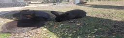 Mixed Breed rabbits for sale: Baby rabbits  in Chesterfield - Advert 2