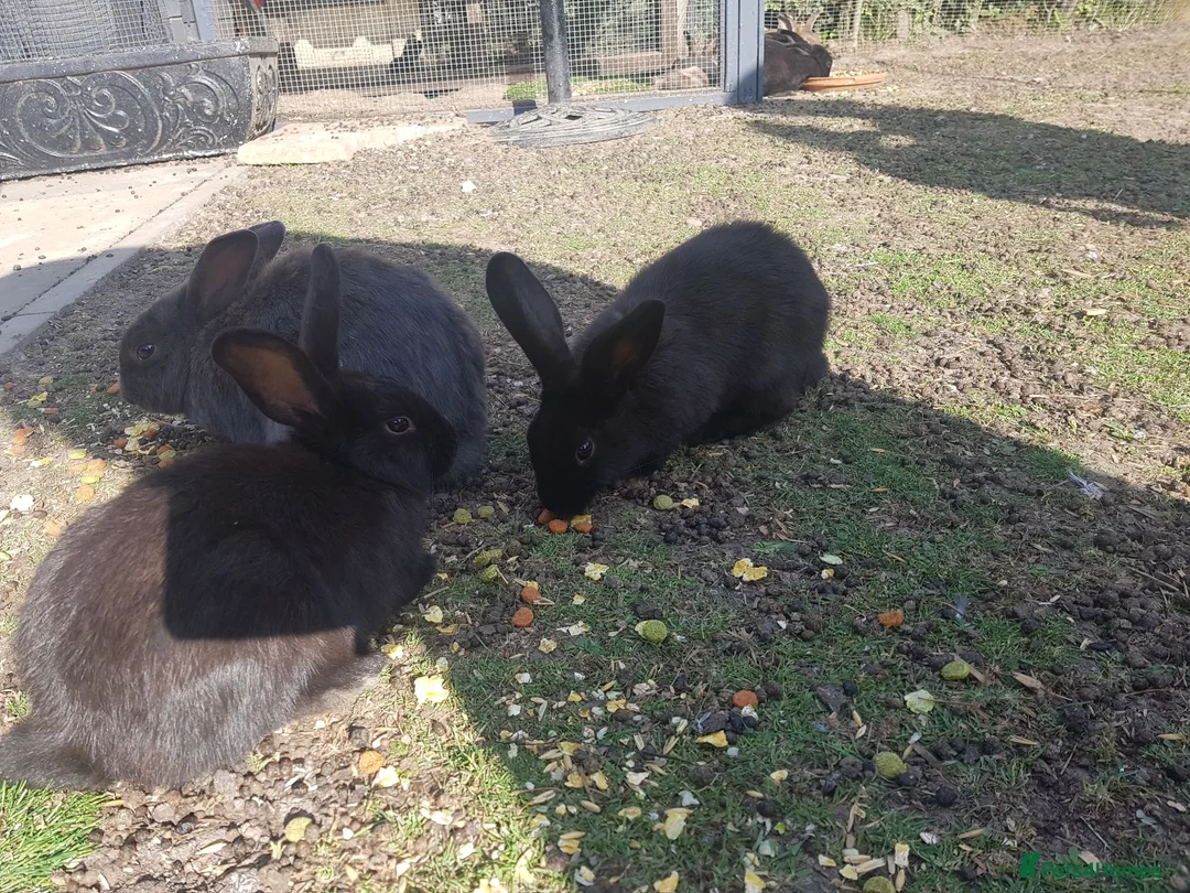 Mixed Breed rabbits for sale: Baby rabbits  in Chesterfield - Advert 2