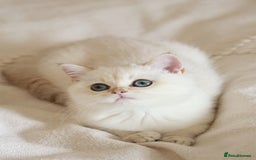 British Shorthair cats for sale: TICA British Shorthair Kittens Champion bloodline in Bedford - Image 14