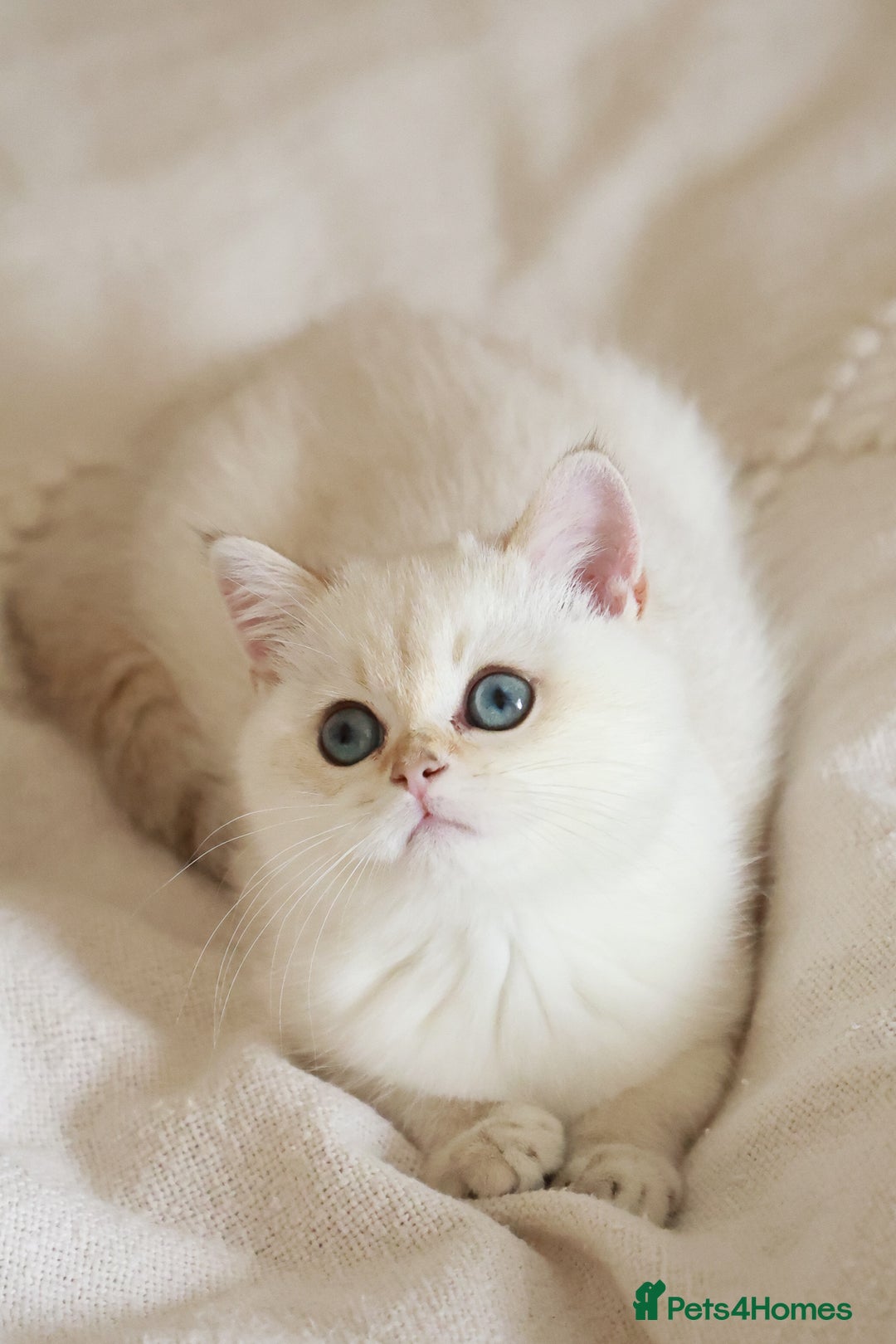 British Shorthair cats for sale: TICA British Shorthair Kittens Champion bloodline in Bedford - Image 14