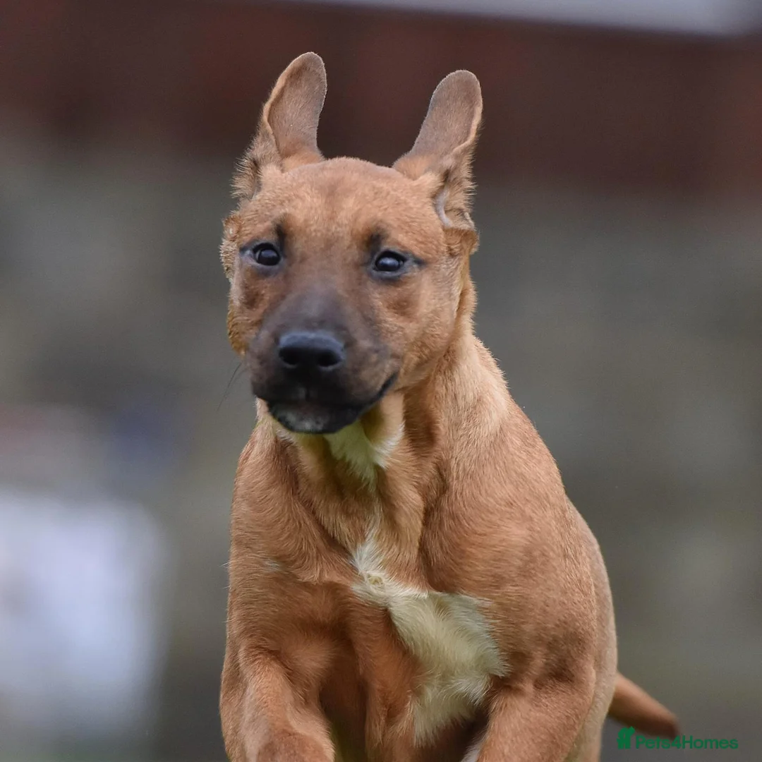 Mixed Breed dogs for sale: Reduced bullherders proven lines  - Advert 1