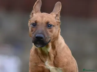 Mixed Breed dogs Reduced bullherders proven lines - Advert 2