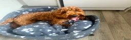 Mixed Breed dogs for sale: Loving Dog Looking for His Forever Home 🐾❤️ - Advert 7