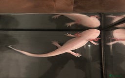 Axolotl reptiles for sale: Male Axolotl - Image 3