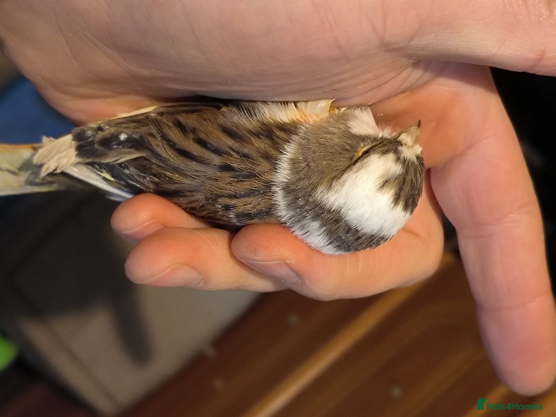 Canaries birds for sale: 5 beautiful 2025 canaries  - Advert 19