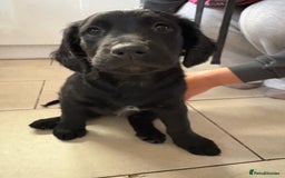 Mixed Breed dogs for sale: Rare black golden cocker puppies - Image 27