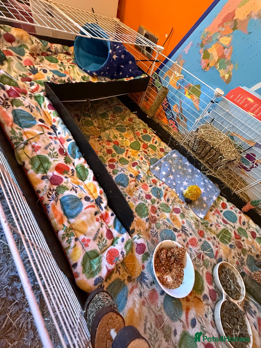 Guinea Pig rodents for sale: Long haired male guinea pig  - Image 4