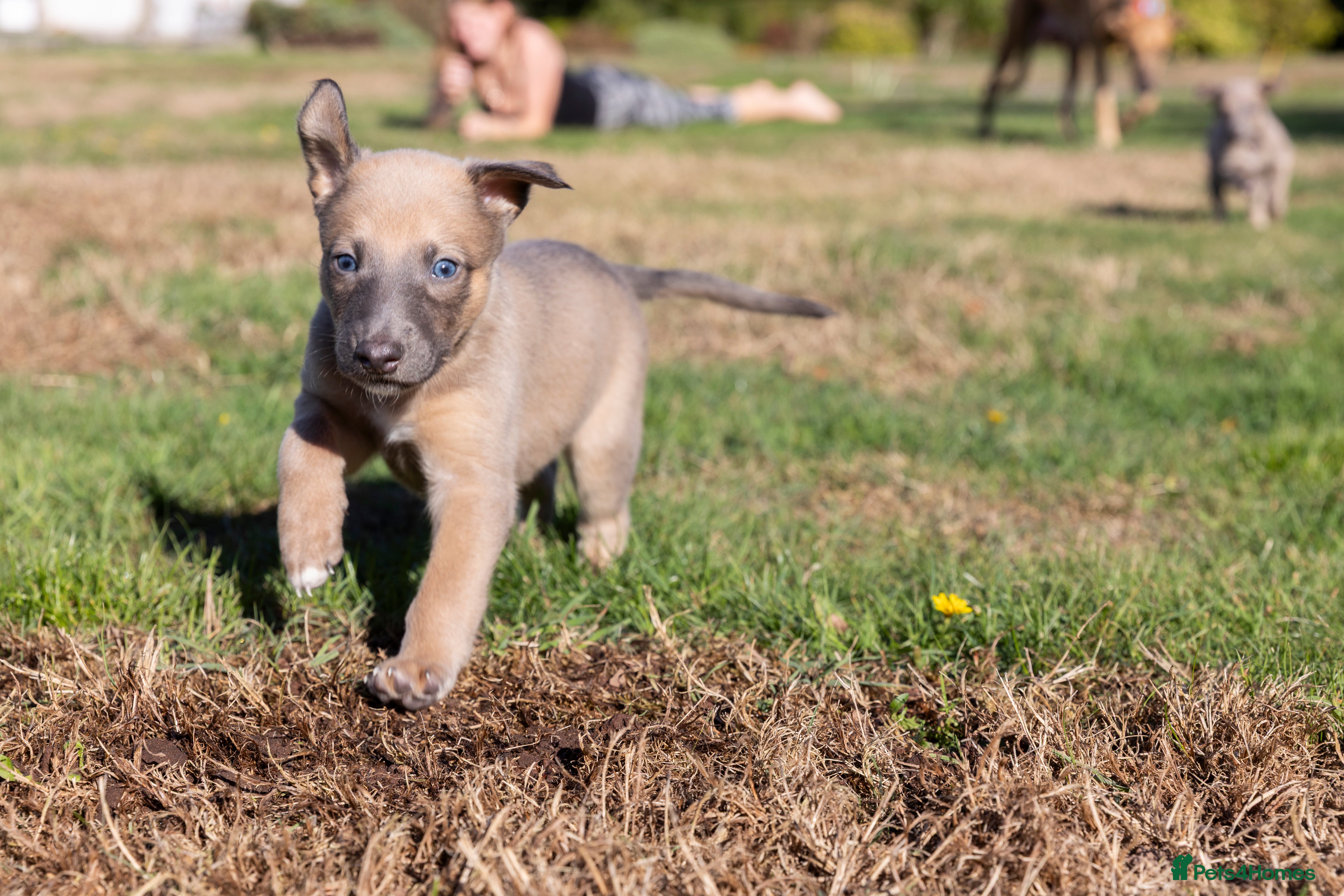 Lurcher dogs Lovely Lurcher Puppies - Advert 2