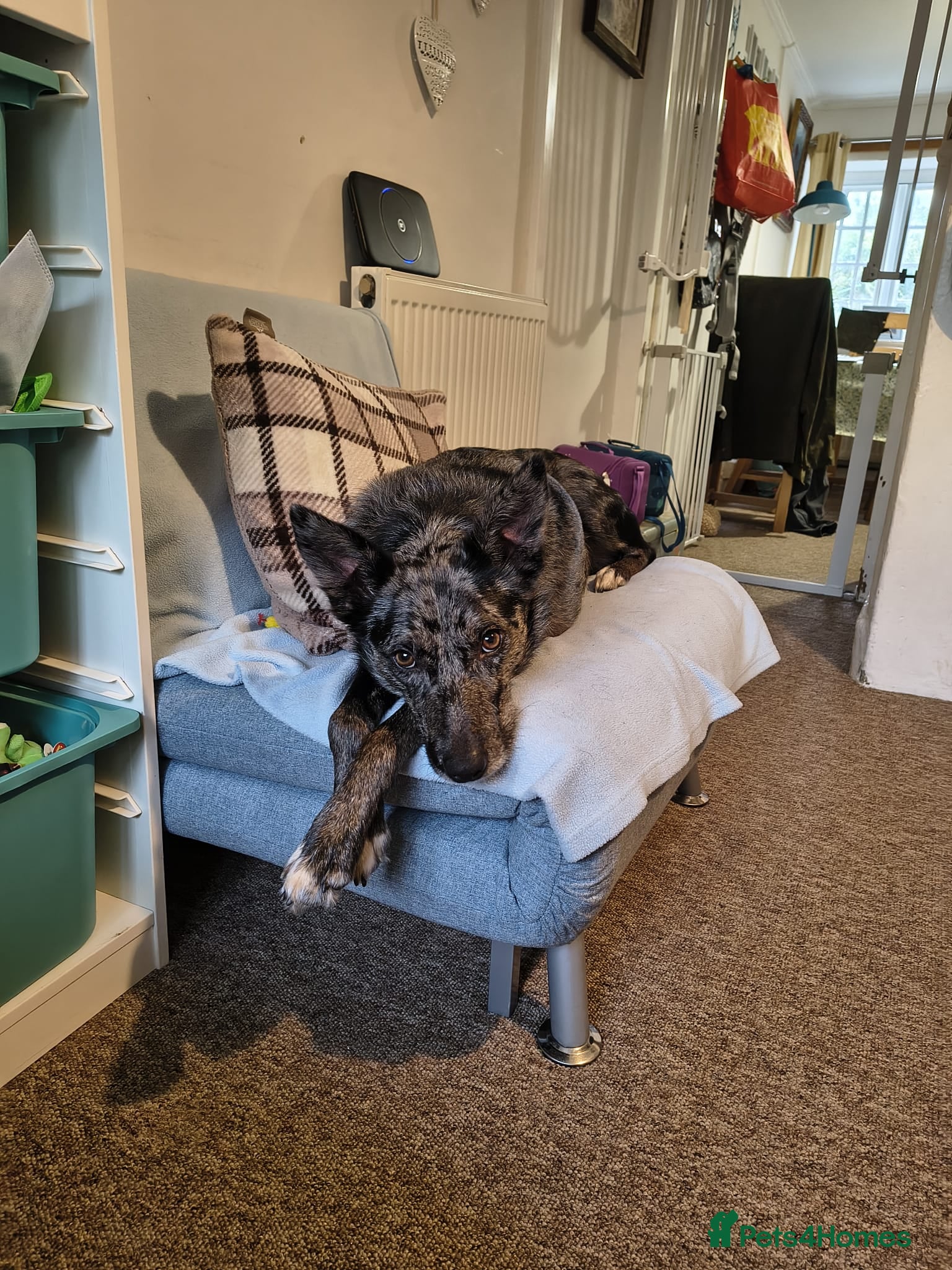 Mixed Breed dogs Collie x Kelpie mixed breed - Advert 3