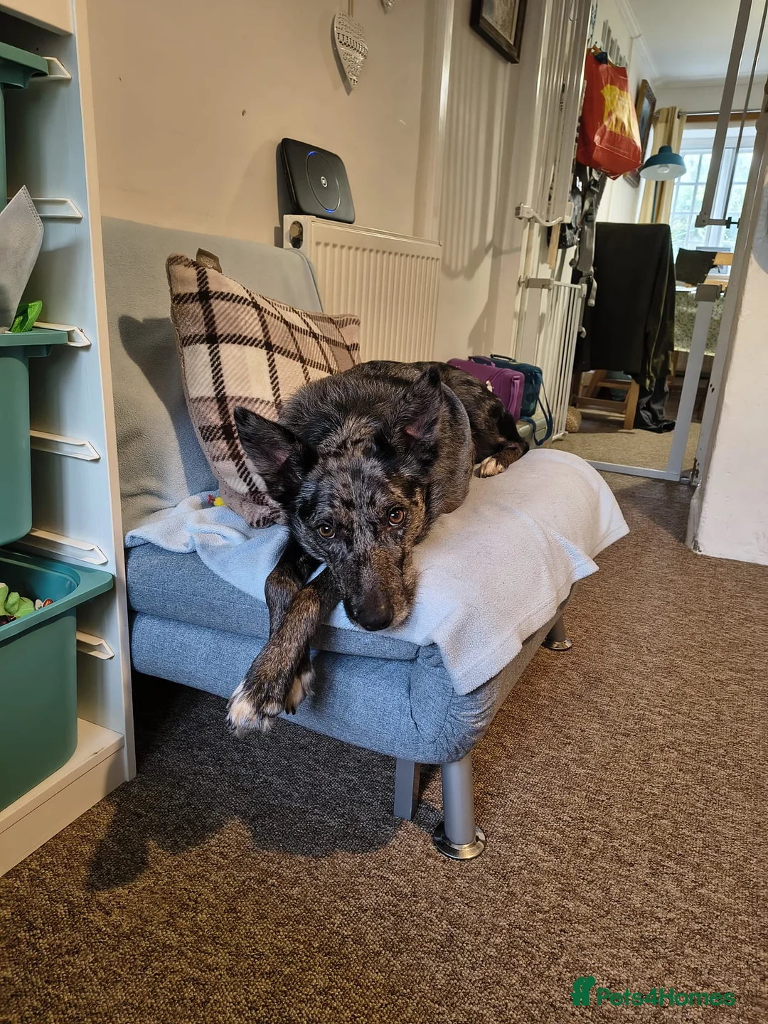 Mixed Breed dogs for sale: Collie x Kelpie mixed breed - Advert 1