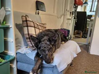 Mixed Breed dogs Collie x Kelpie mixed breed - Advert 3