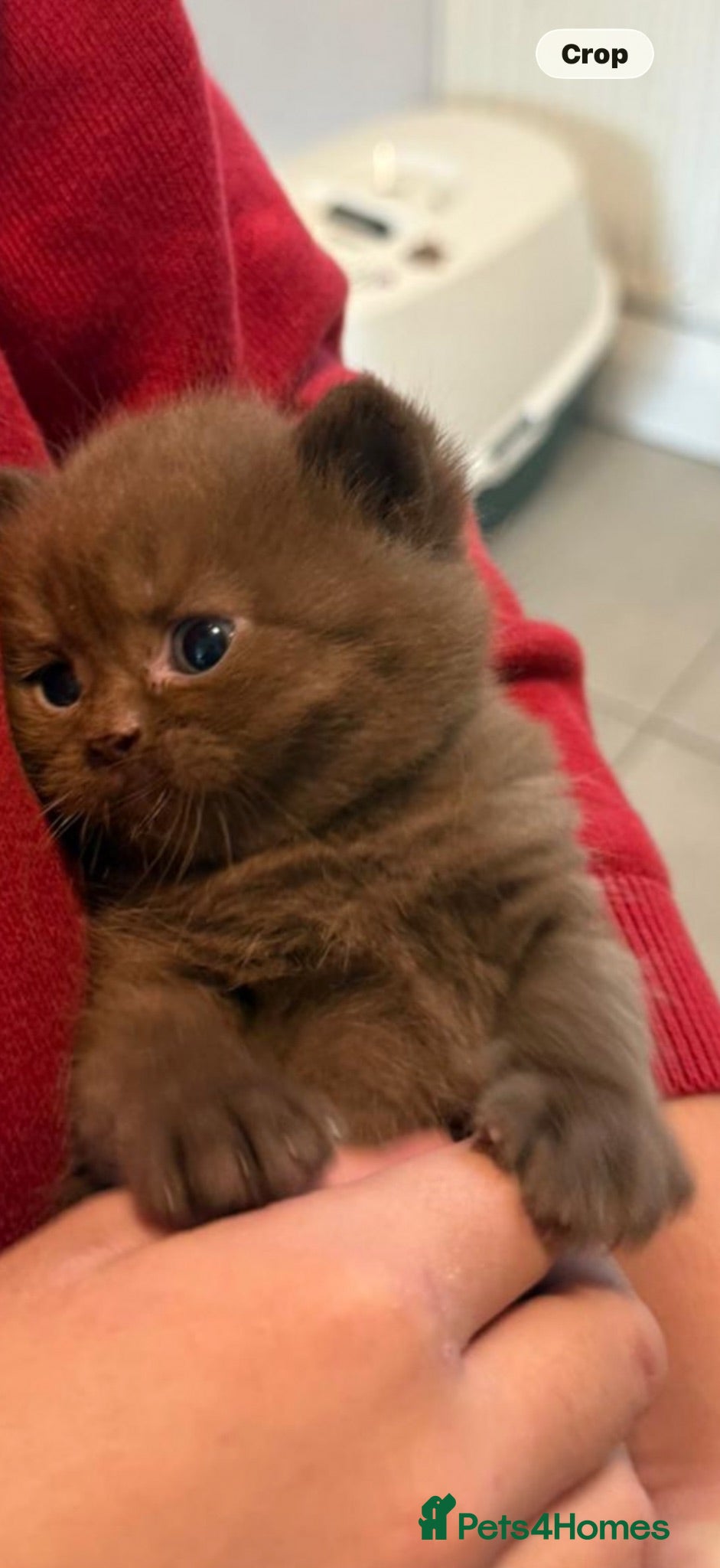British Shorthair cats British Shorthair Teddy Bears 😻😻😻😻😻 - Advert 4