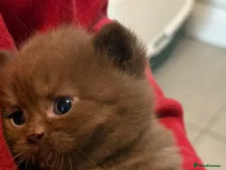 British Shorthair cats British Shorthair Teddy Bears 😻😻😻😻😻 - Advert 4