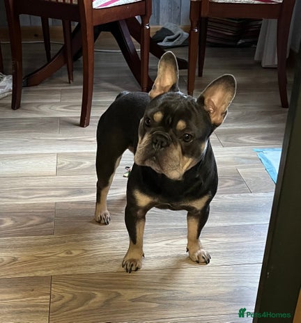 French Bulldog dogs in Croydon - Advert 1