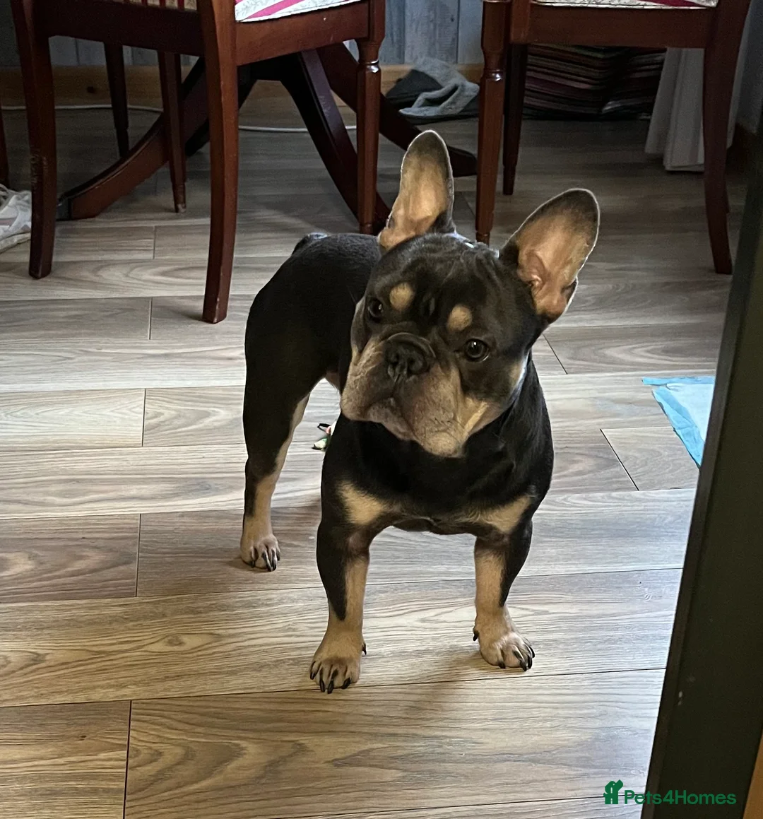 French Bulldog dogs for stud: 🇫🇷 French Bulldog For Stud  🇫🇷 in Croydon - Advert 1