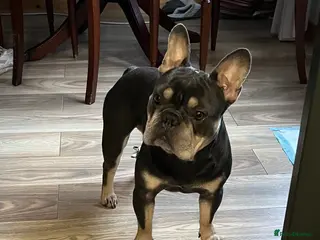 French Bulldog dogs 🇫🇷 French Bulldog For Stud 🇫🇷 in Croydon - Advert 1