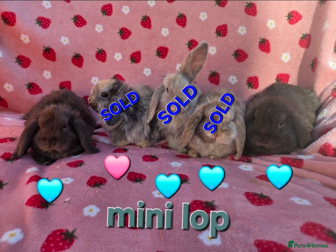 Mini Lop rabbits Very tame  Mini lop 8 weeks old - Advert 1