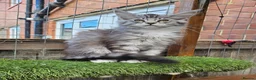 Maine Coon cats for sale: TICA polydactyl maine coon kittens - Advert 7