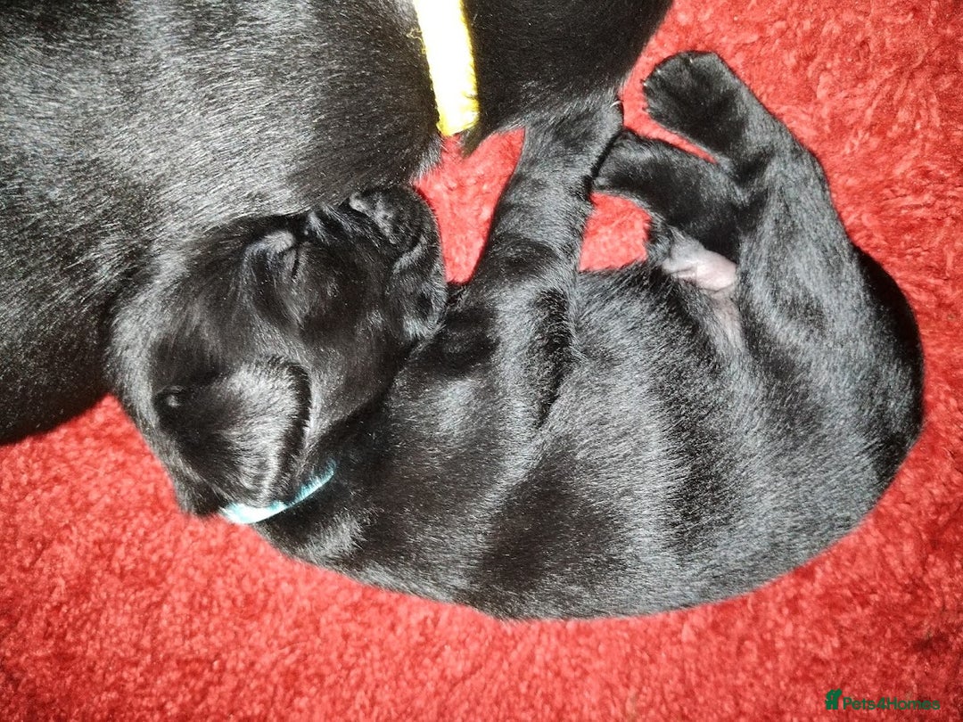 Labrador Retriever dogs for sale: Chunky Yellow & Black Labrador Puppies - Advert 3