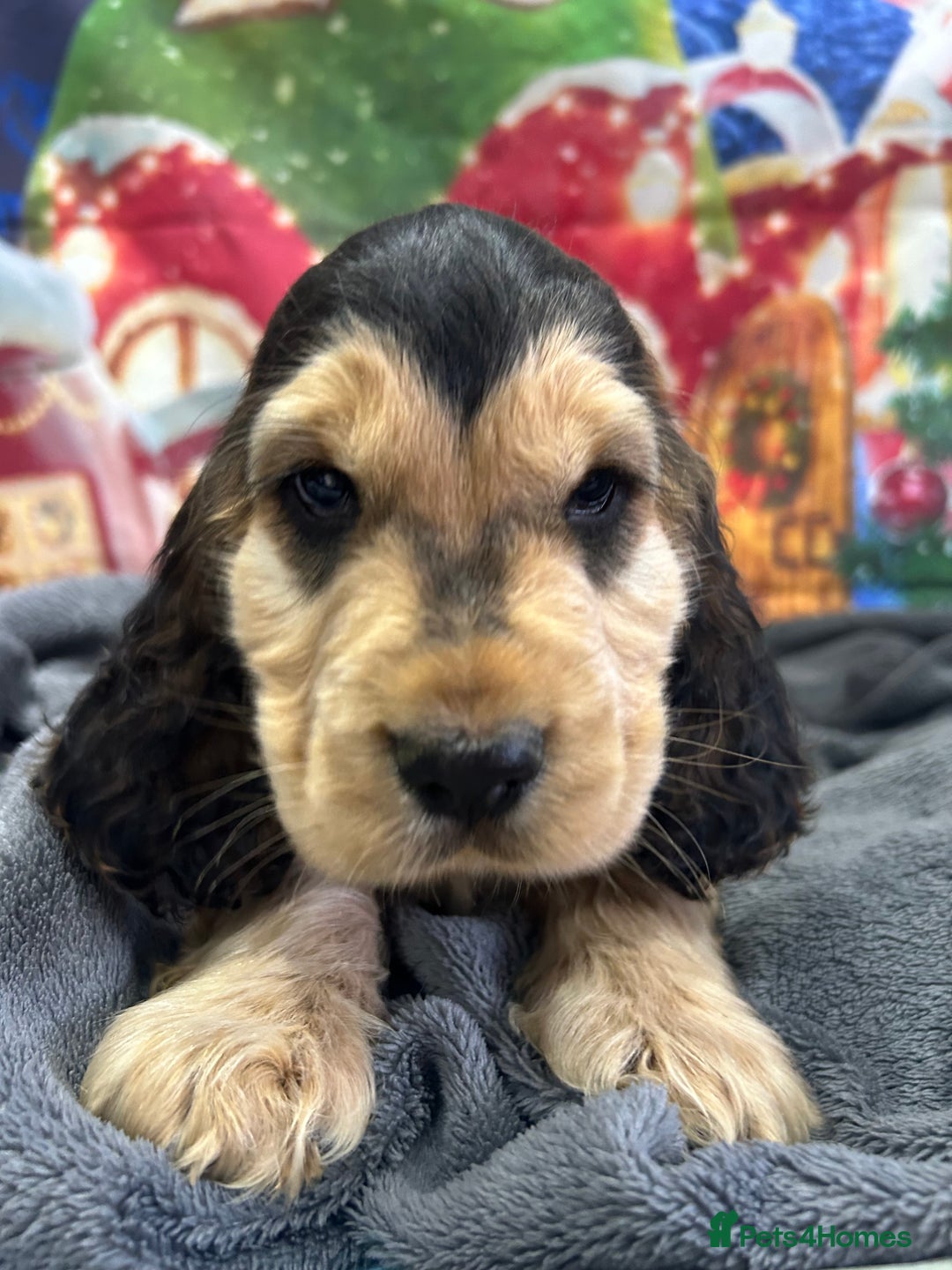 Cocker Spaniel dogs for sale: KC registered, health tested, Show cocker spaniels - Advert 38
