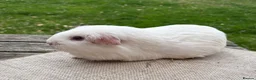 Guinea Pig rodents for sale: Beautiful guinea pig sows - Advert 4