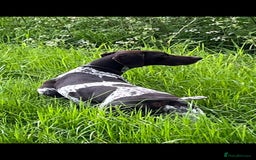 German Shorthaired Pointer dogs for sale: German shorthaired pointer puppies  - Image 6