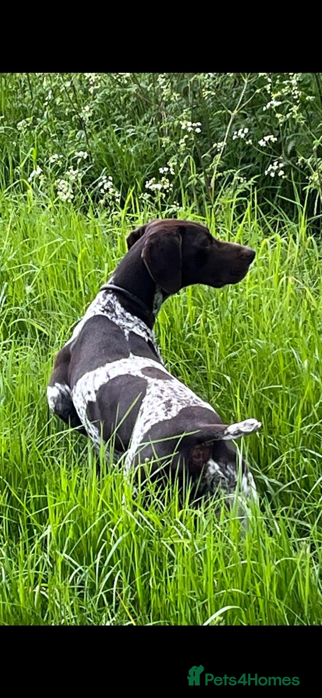 German Shorthaired Pointer dogs for sale: German shorthaired pointer puppies  - Image 6