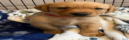 Labrador Retriever dogs for sale: Fox red Labrador  - Advert 7