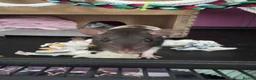 Rat rodents for sale: 2 Female Hooded Rats with Critter Nation Cage - Advert 2