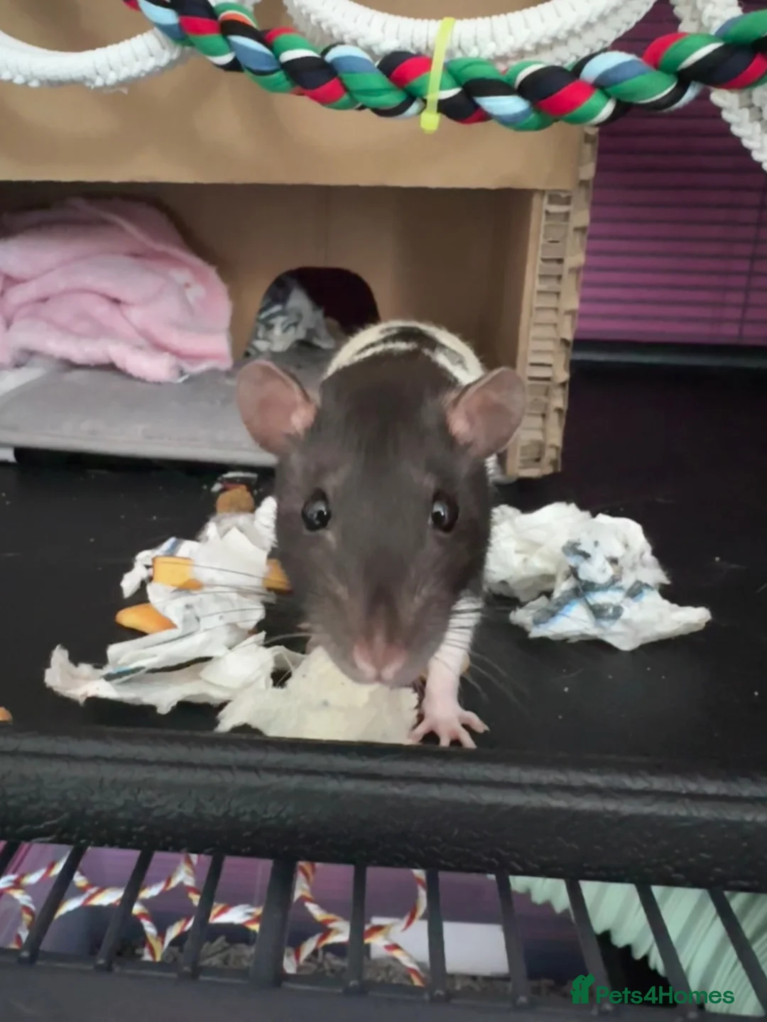 Rat rodents for sale: 2 Female Hooded Rats with Critter Nation Cage - Advert 2
