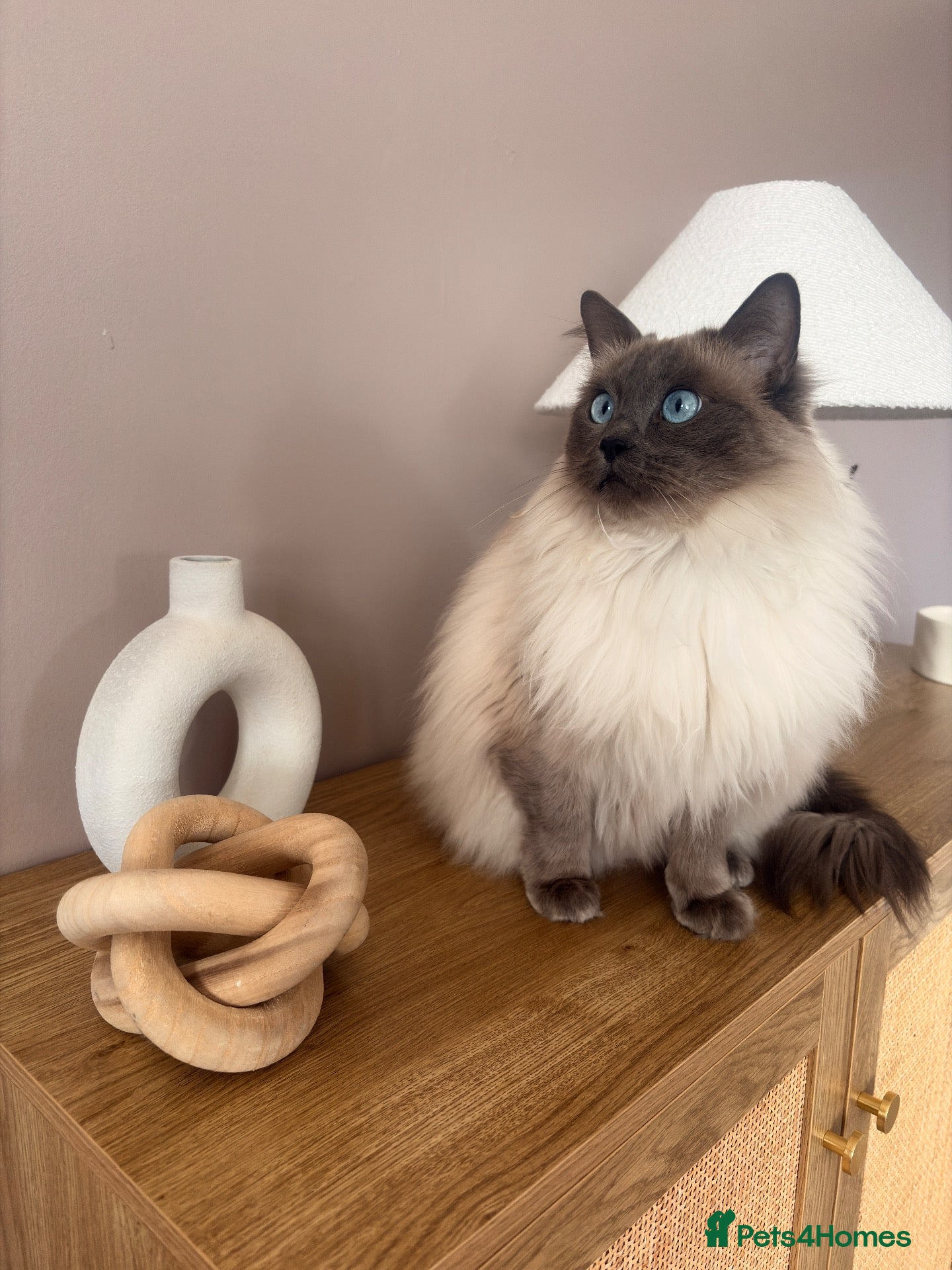 Ragdoll cats 🐾 Bluebell looking for her forever home 🐾 - Advert 5