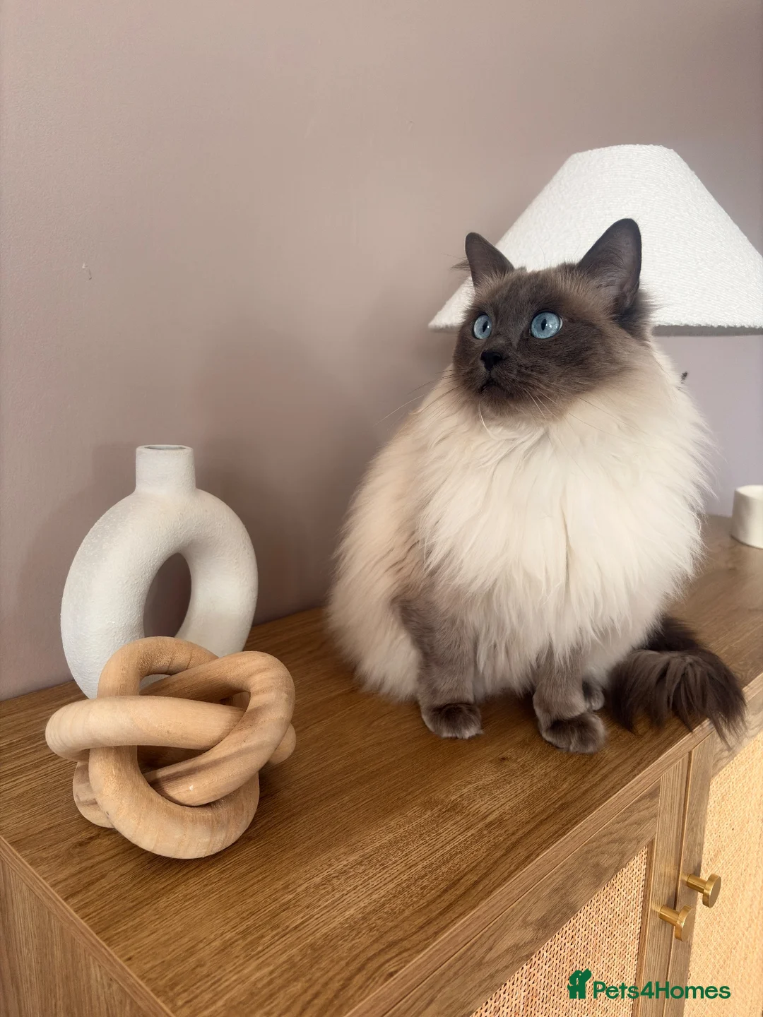Ragdoll cats for sale: 🐾 Bluebell looking for her forever home 🐾 in Farnborough - Advert 1