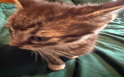 Mixed Breed cats for sale: 5 beautiful European short hair calico tabby’s  - Image 20