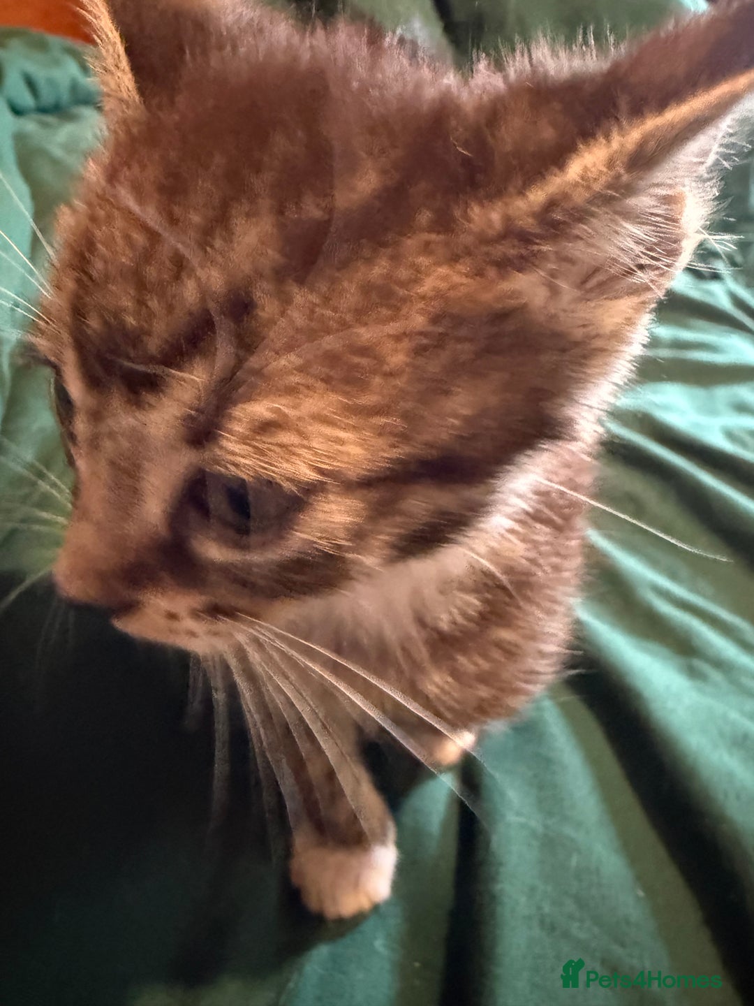 Mixed Breed cats for sale: 5 beautiful European short hair calico tabby’s  - Image 20