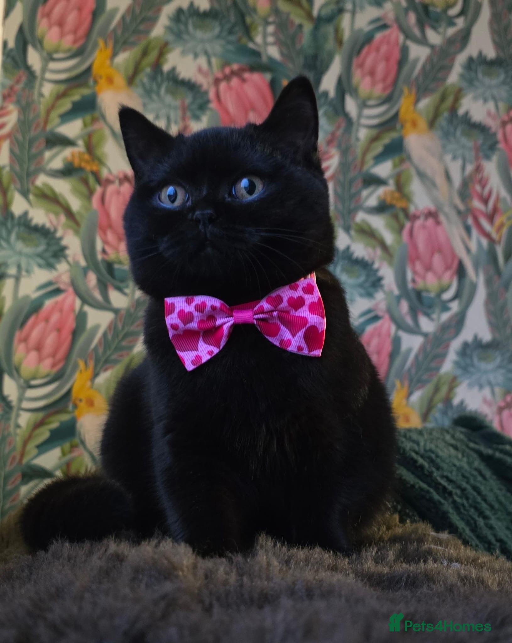 British Shorthair cats URGENT!! Last fluffy black BSH kitten!!  - Advert 6