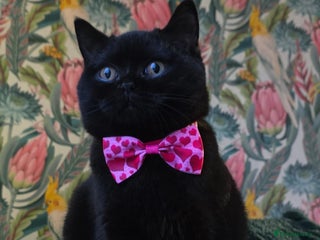 British Shorthair cats URGENT!! Last fluffy black BSH kitten!! - Advert 6