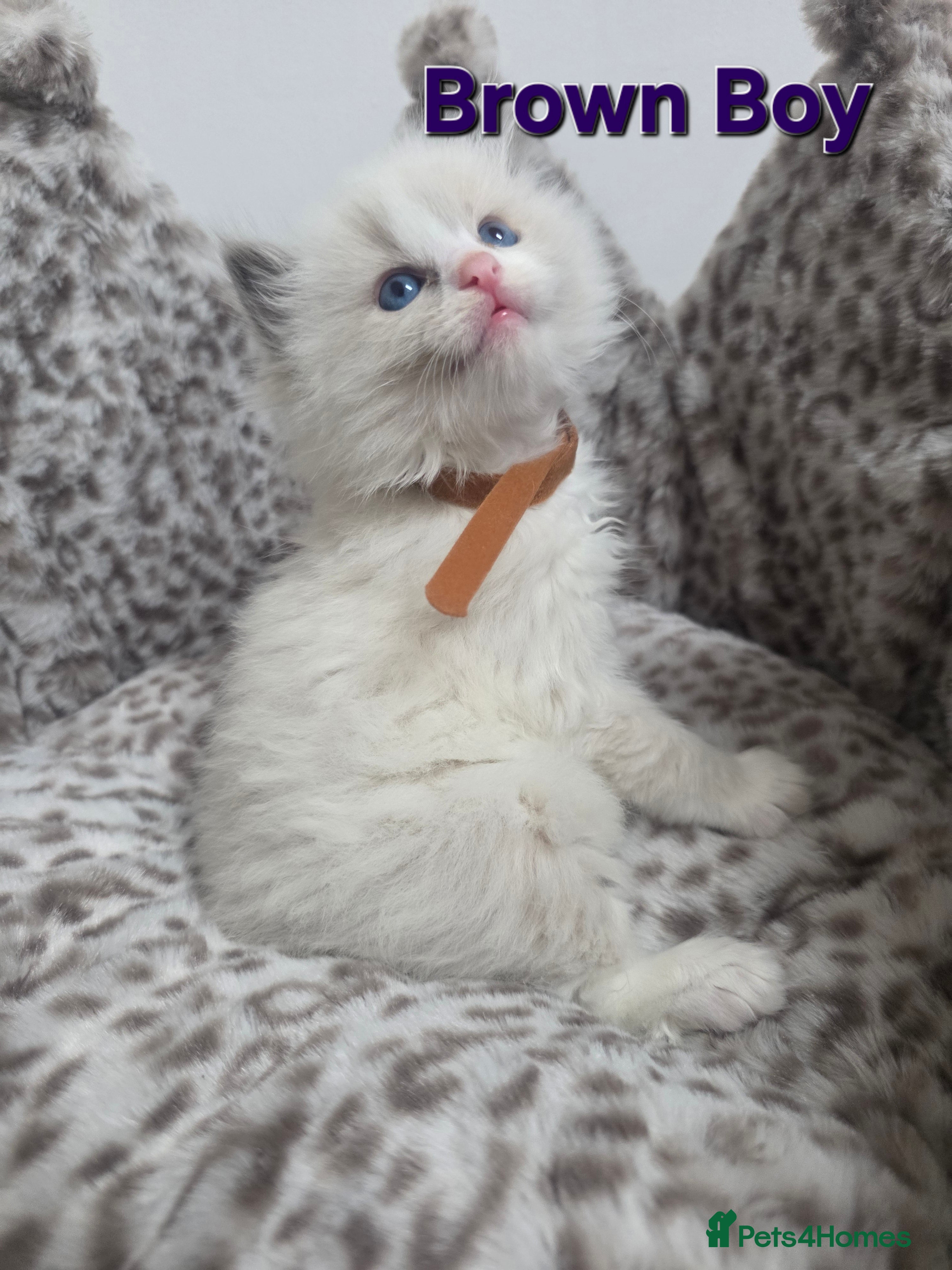 Ragdoll cats Stunning Ragdoll kittens - Advert 2