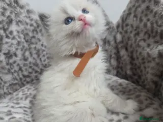 Ragdoll cats Stunning Ragdoll kittens - Advert 2