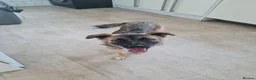 Mixed Breed dogs for adoption: Super sweet Suki in Bude - Advert 1