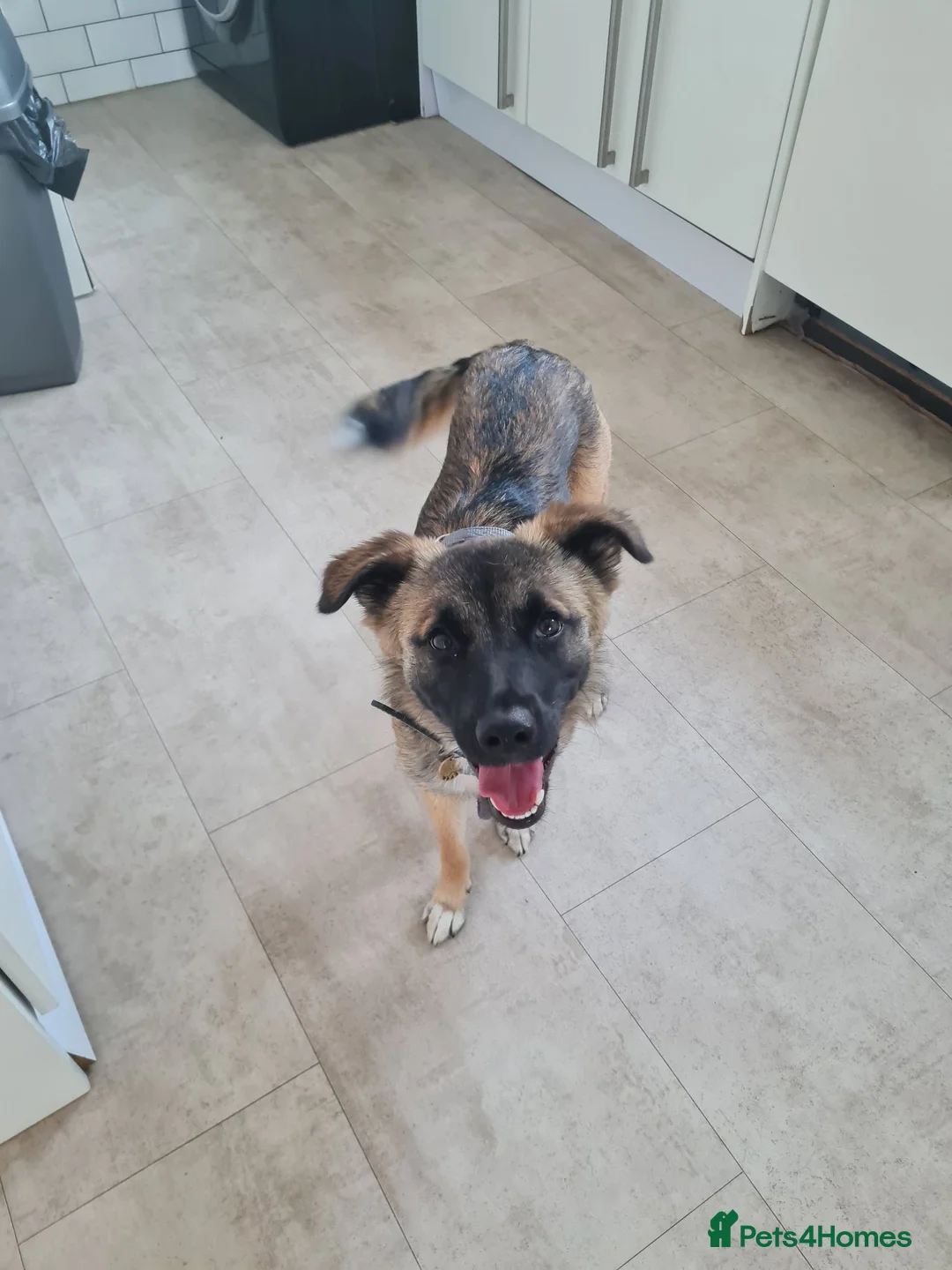 Mixed Breed dogs for adoption: Super sweet Suki in Bude - Advert 1