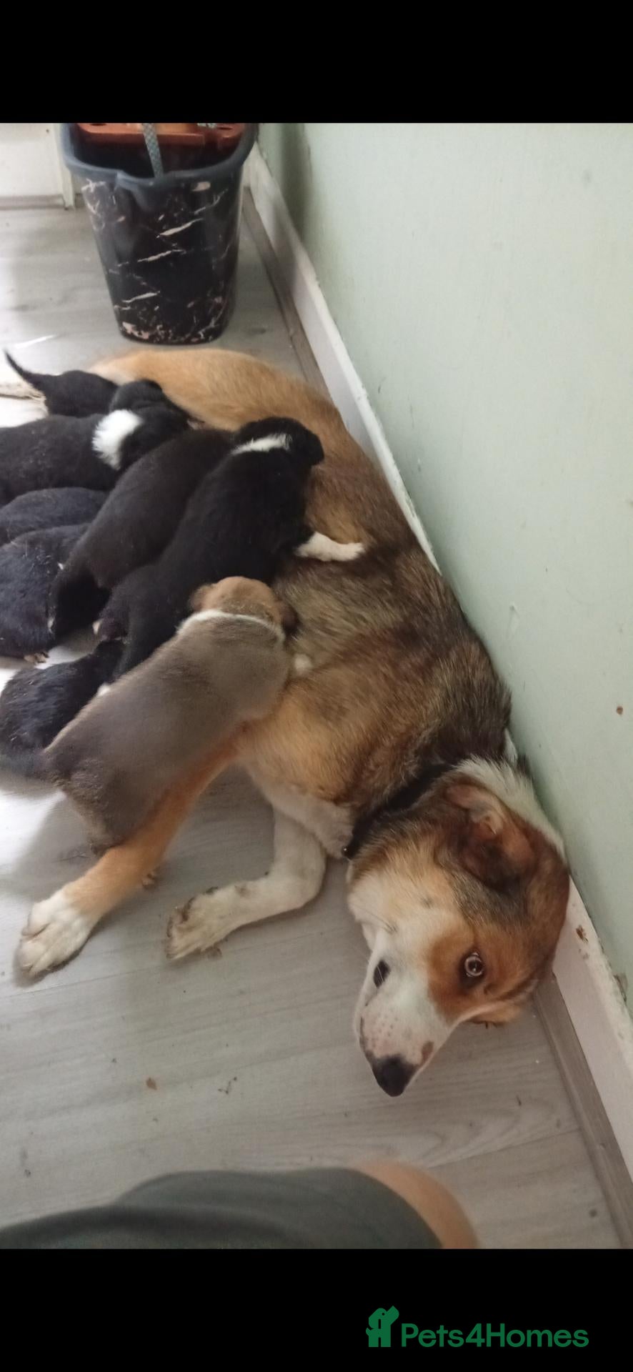 Border Collie dogs for sale: Last border collie girl - Advert 20