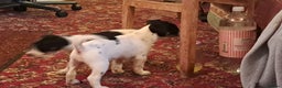 Jack Russell dogs for sale: KC Jack Russell pups, DNA Clear- LOA, SCA, PLL - Advert 18